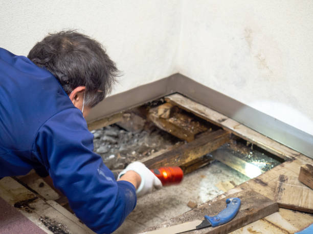 Reliable Mechanicsville, MD Mold Removal Solutions