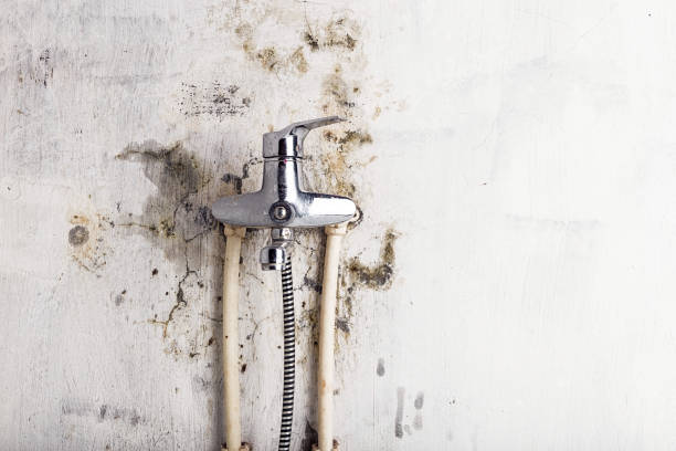Best Toxic Mold Removal  in Mechanicsville, MD