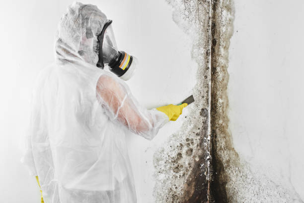 Best Office Mold Removal Services  in Mechanicsville, MD