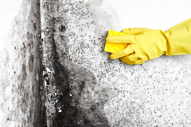 Best Home Mold Removal  in Mechanicsville, MD