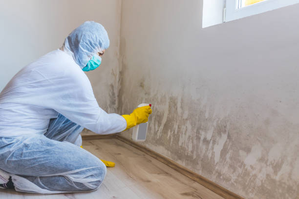 Best Black Mold Removal  in Mechanicsville, MD