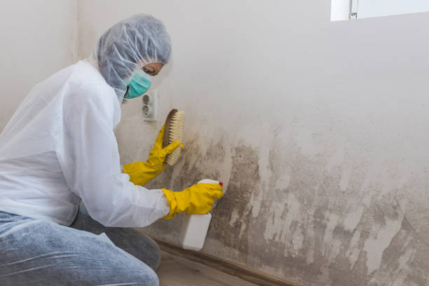Best Attic Mold Removal  in Mechanicsville, MD