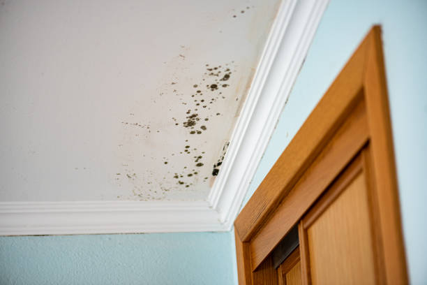 Home Mold Removal in Mechanicsville, MD