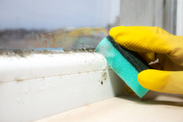 Best Fast Mold Removal  in Mechanicsville, MD