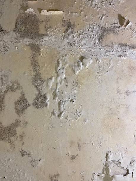 Best Water Damage Restoration  in Mechanicsville, MD