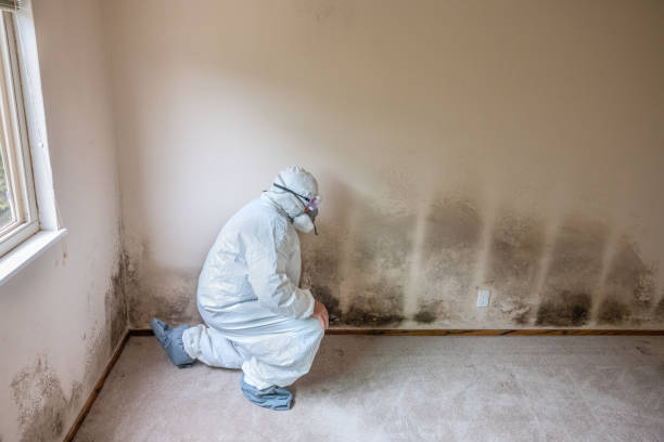 Attic Mold Removal in Mechanicsville, MD