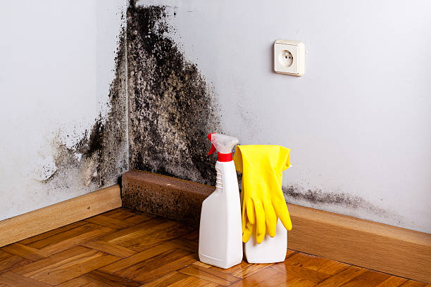 Best Crawl Space Mold Removal  in Mechanicsville, MD