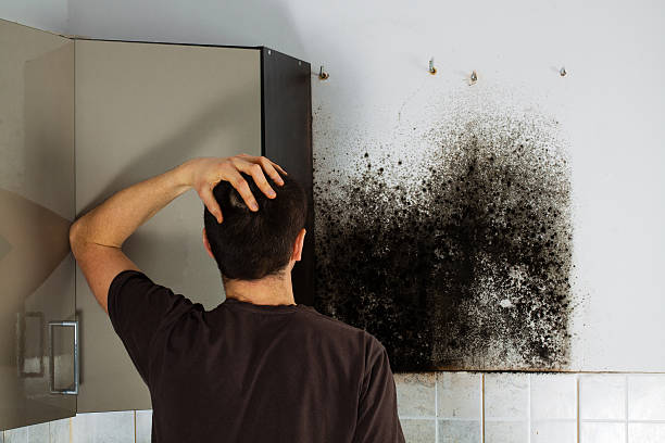 Best Mold Remediation Services  in Mechanicsville, MD